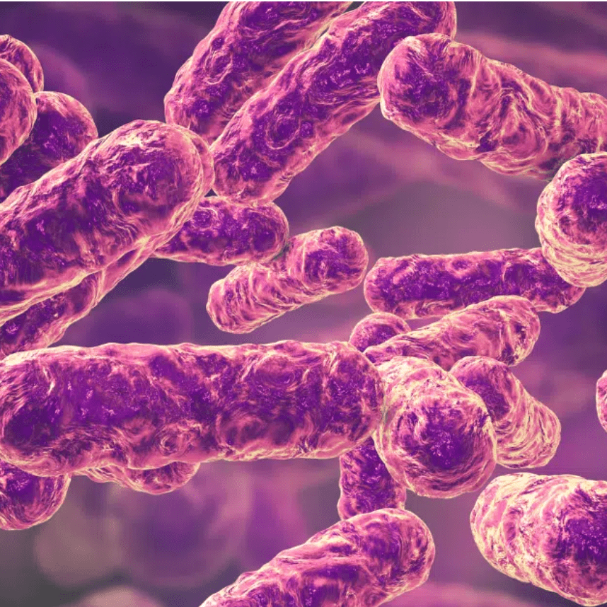 The Ultimate Bartonella Management Guide