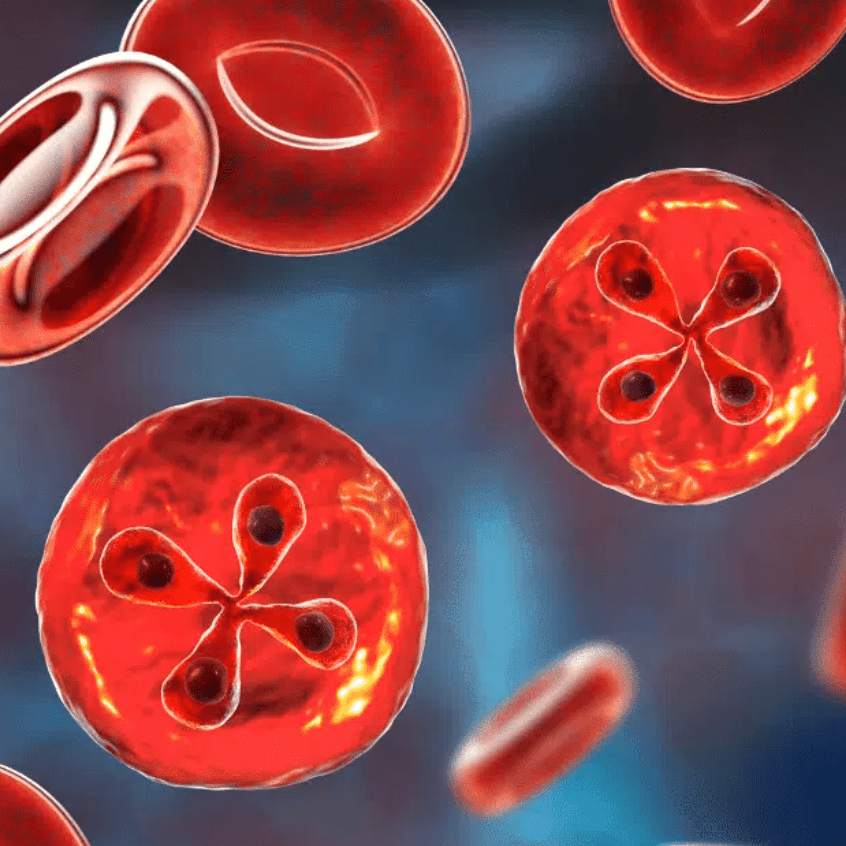 Kills Babesia: A Brief Guide