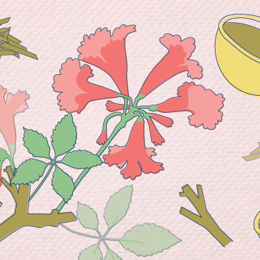 Pau d’Arco Benefits For UTI And How To Take It