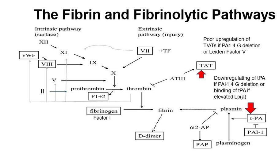 Ruth Kriz on Hypercoagulation Contributing to Biofilms