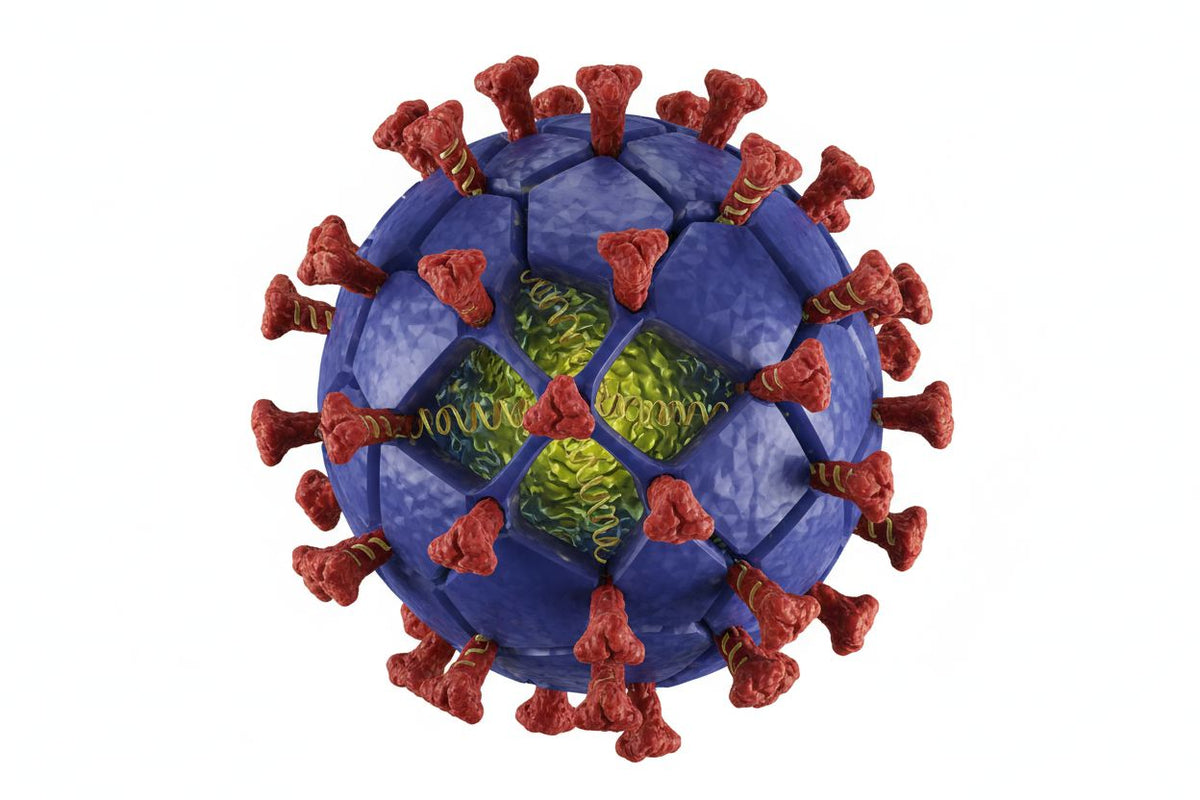 Long-Term Immune Support